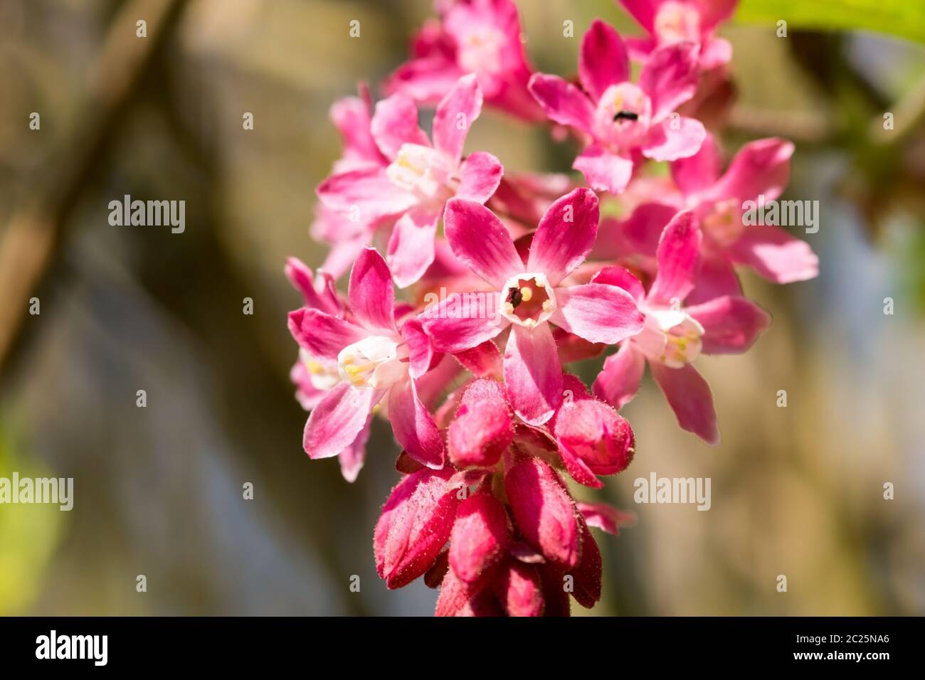 Baie de Johannes de sang Banque D'Images