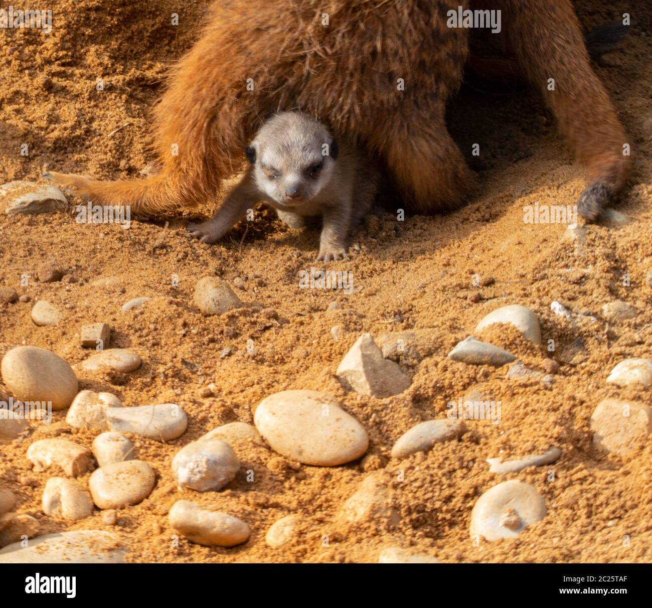 Le nouveau-né de meerkat regarde autour curieusement. Banque D'Images