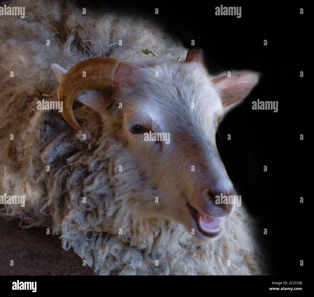 Mouton Qui Rit Banque D Image Et Photos Alamy