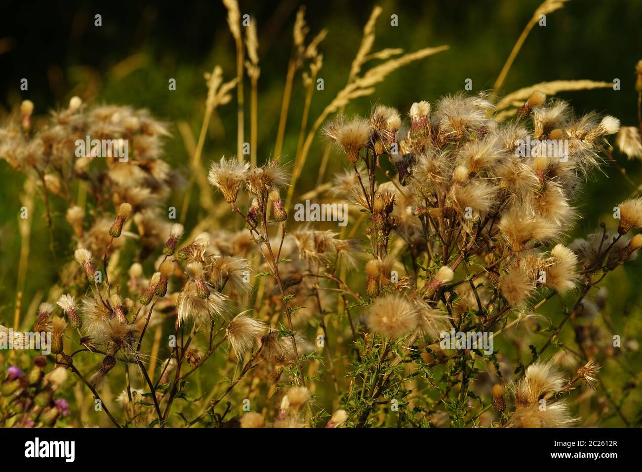 Chardon commun, Onopordum acanthium, dans un pré en août Banque D'Images