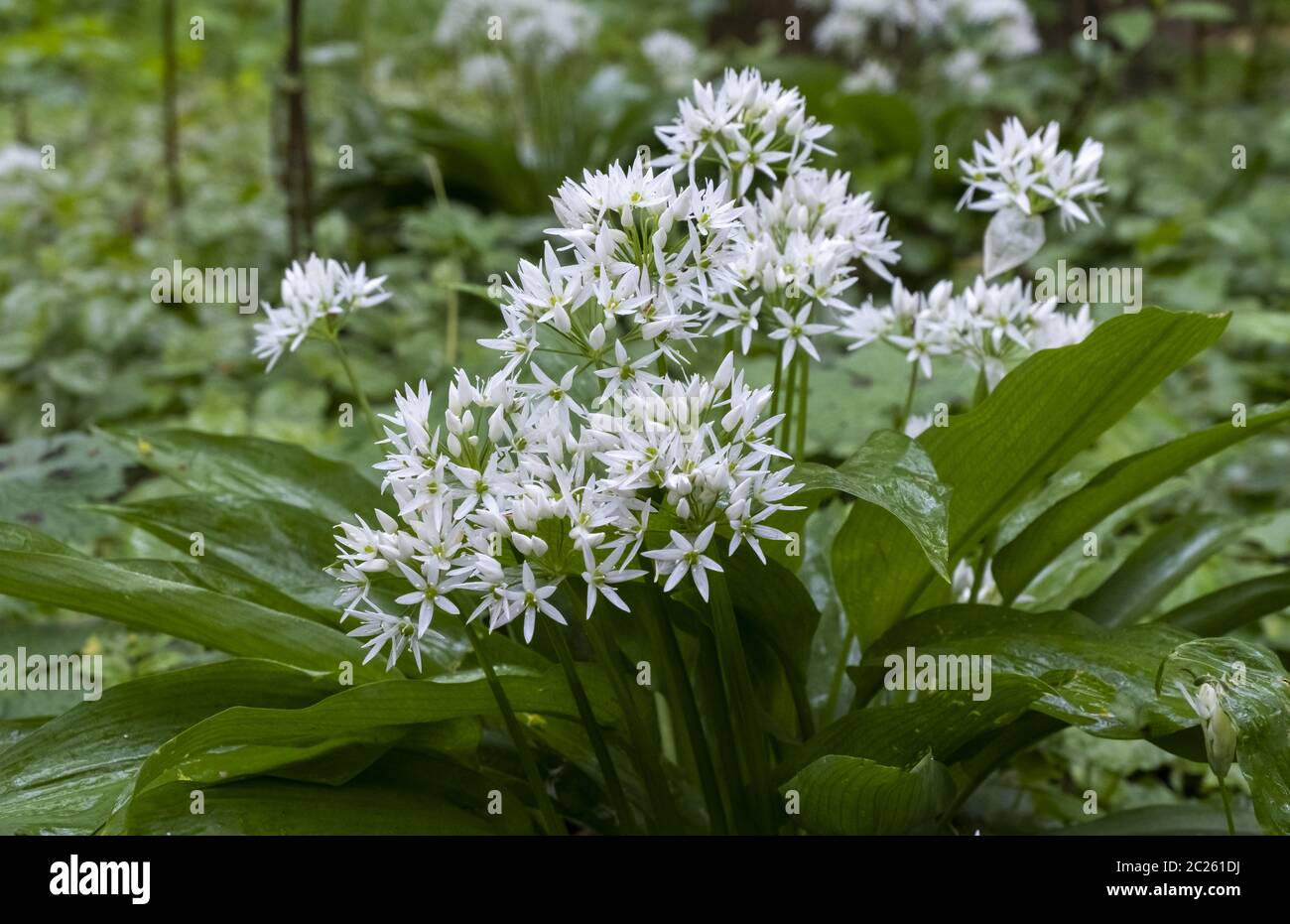 Ail sauvage (Allium ursinum) Banque D'Images