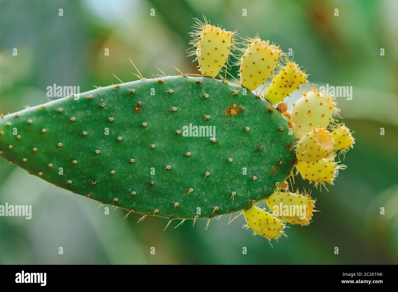 Opuntia, communément appelé poire épineuse Banque D'Images