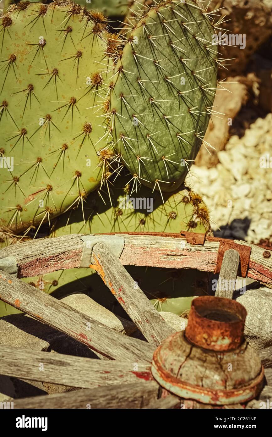 Opuntia, communément appelé poire épineuse Banque D'Images