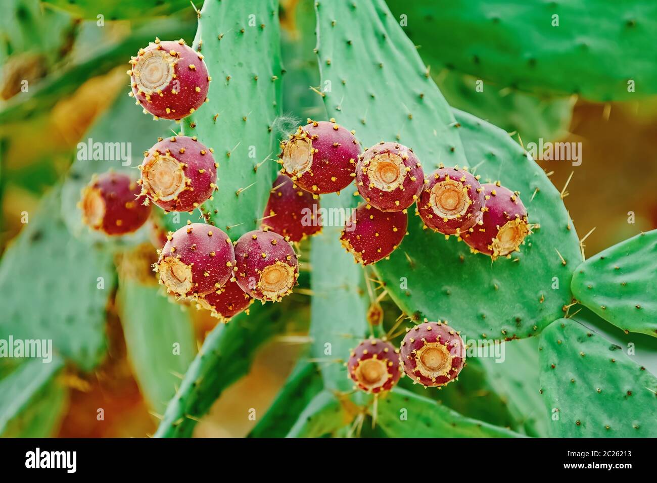 Opuntia, communément appelé poire épineuse Banque D'Images