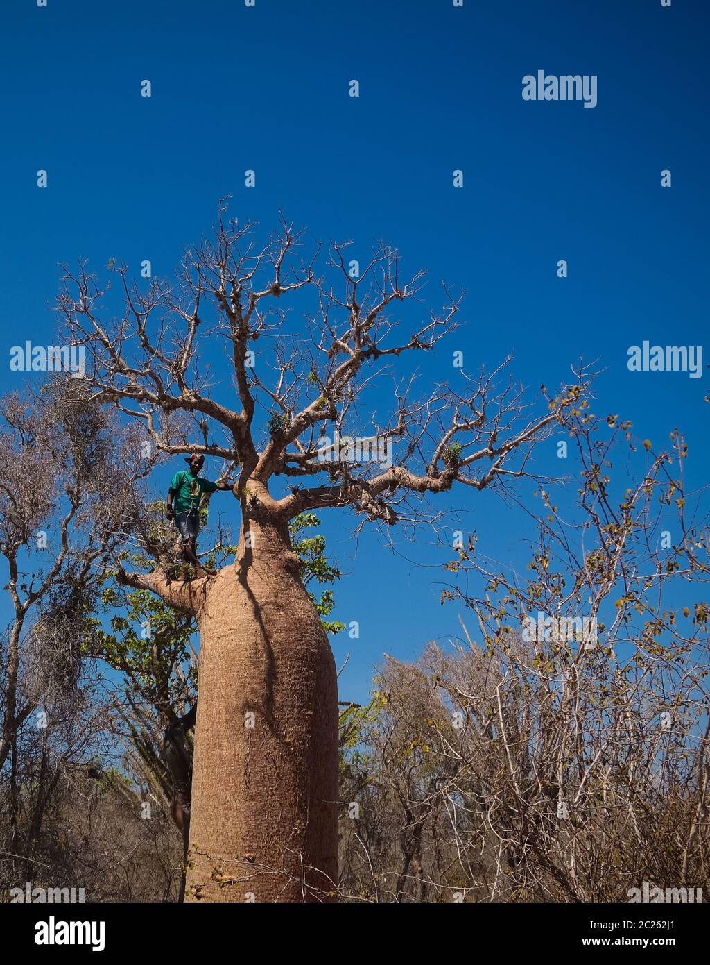 Paysage avec l'Adansonia rubrostipa aka baobab fieux dans la réserve de Reniala , Toliara, Madagascar Banque D'Images