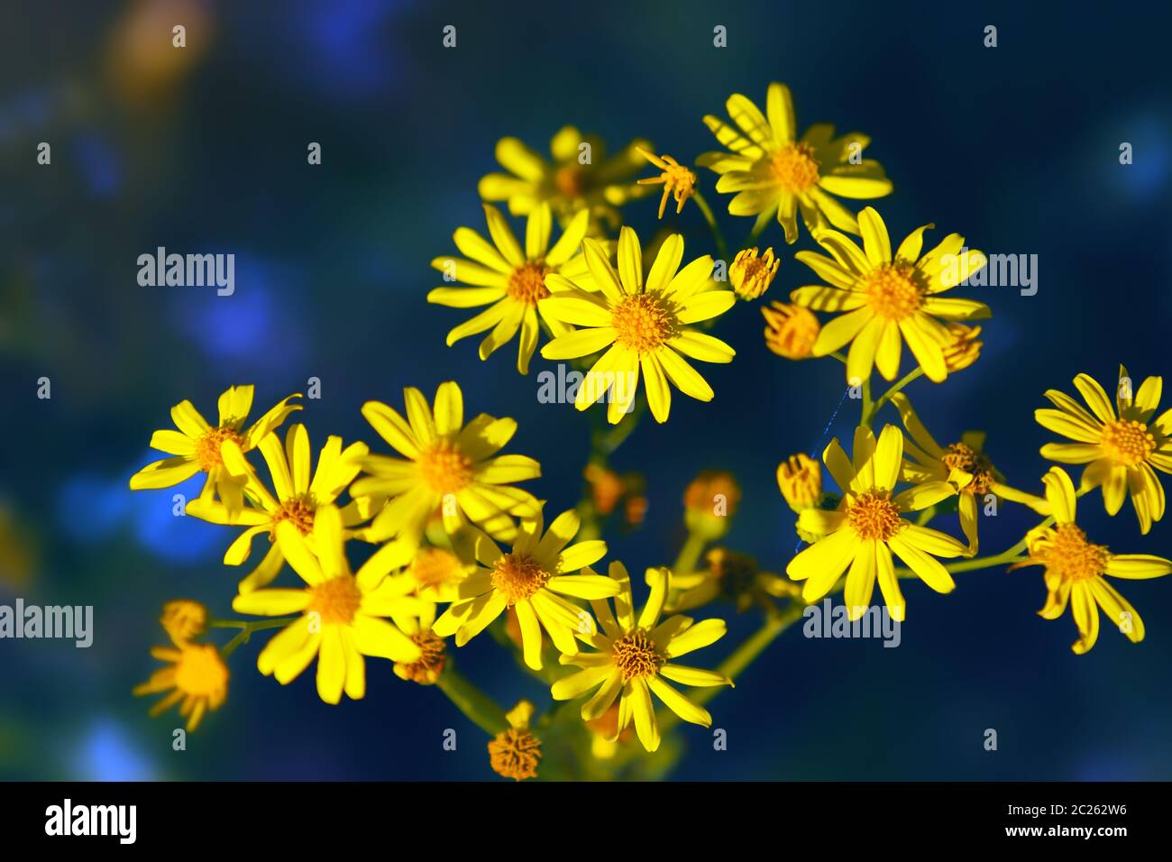 Fleurs sauvages jaunes de forêt - Jacobaea vulgaris ou ragwort - gros plan sur un fond bleu foncé. Mise au point sélective, filtre flou. Banque D'Images