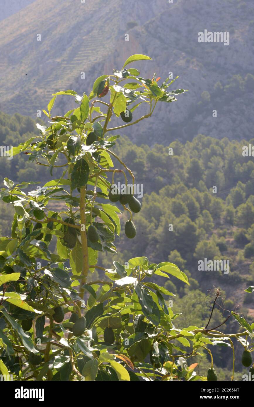 Avocats sur l'arbre dans la province d'Alicante, Costa Blanca, Espagne Banque D'Images