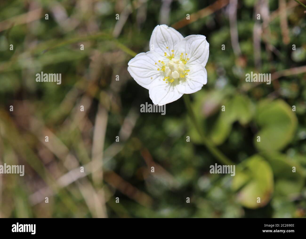 Fleur de la feuille de coeur du marais Parnassia palustris Banque D'Images