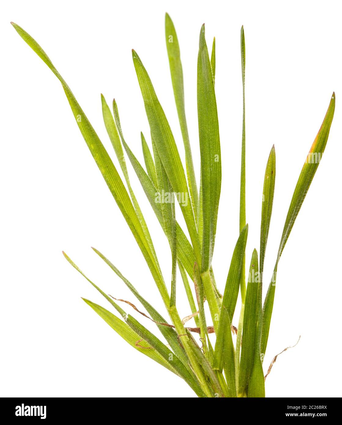 Gazon Green grass isolated on white Banque D'Images