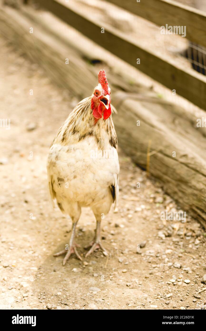 Un fonctionnement libre et coq qui chantent sur une ferme. Concept de l'agriculture biologique. Banque D'Images