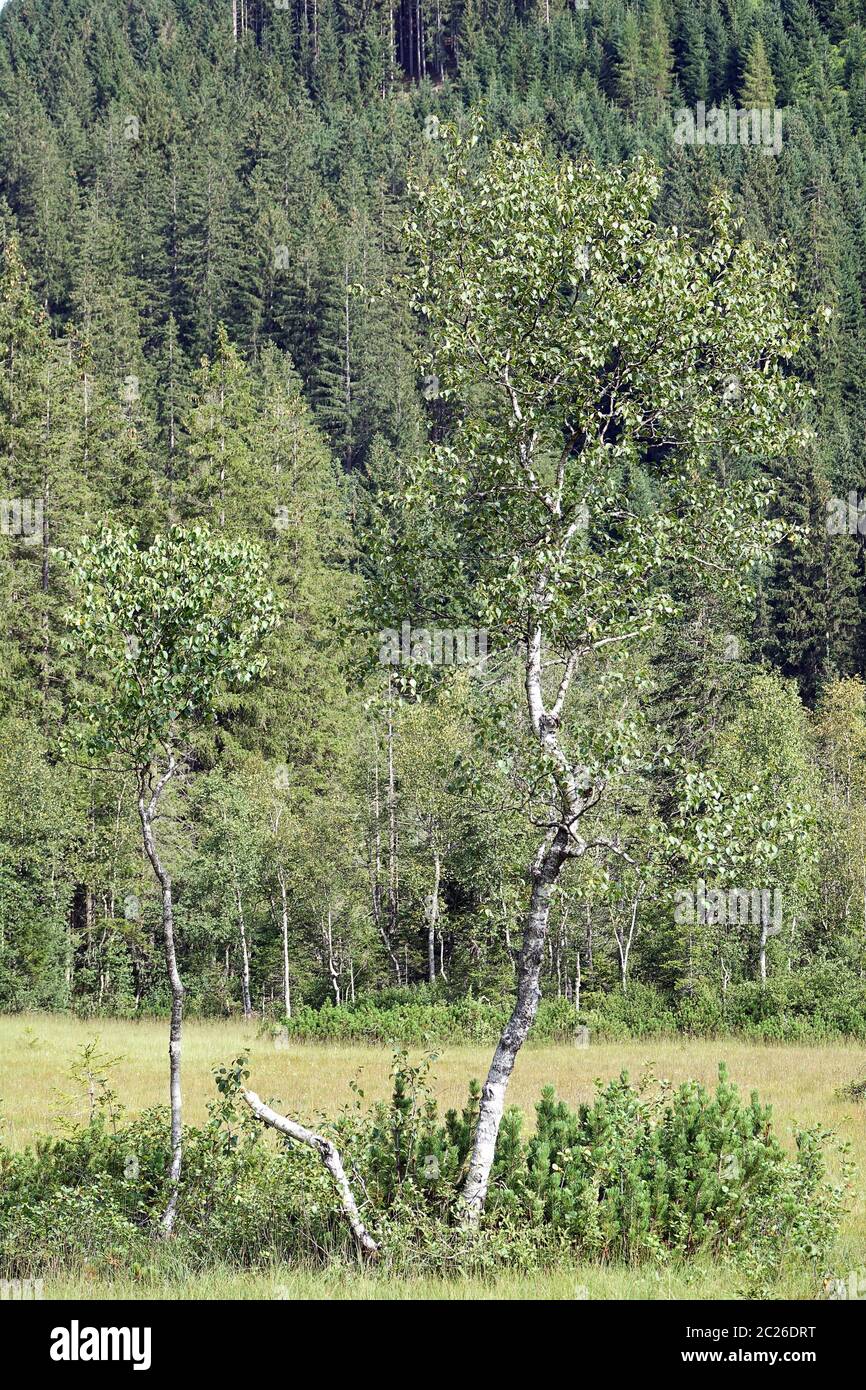 Des birches dans les Wasenmoos près de Mittersill Banque D'Images