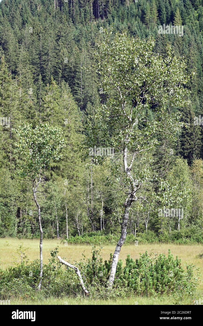 Des birches dans les Wasenmoos près de Mittersill Banque D'Images Des birches dans les Wasenmoos près de Mittersill Banque D'Images