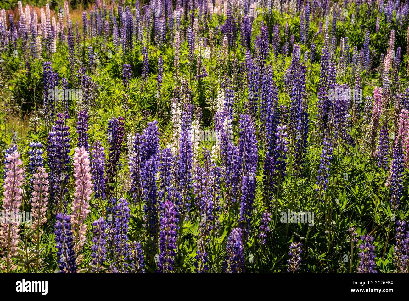 Beauté dans la nature Banque D'Images