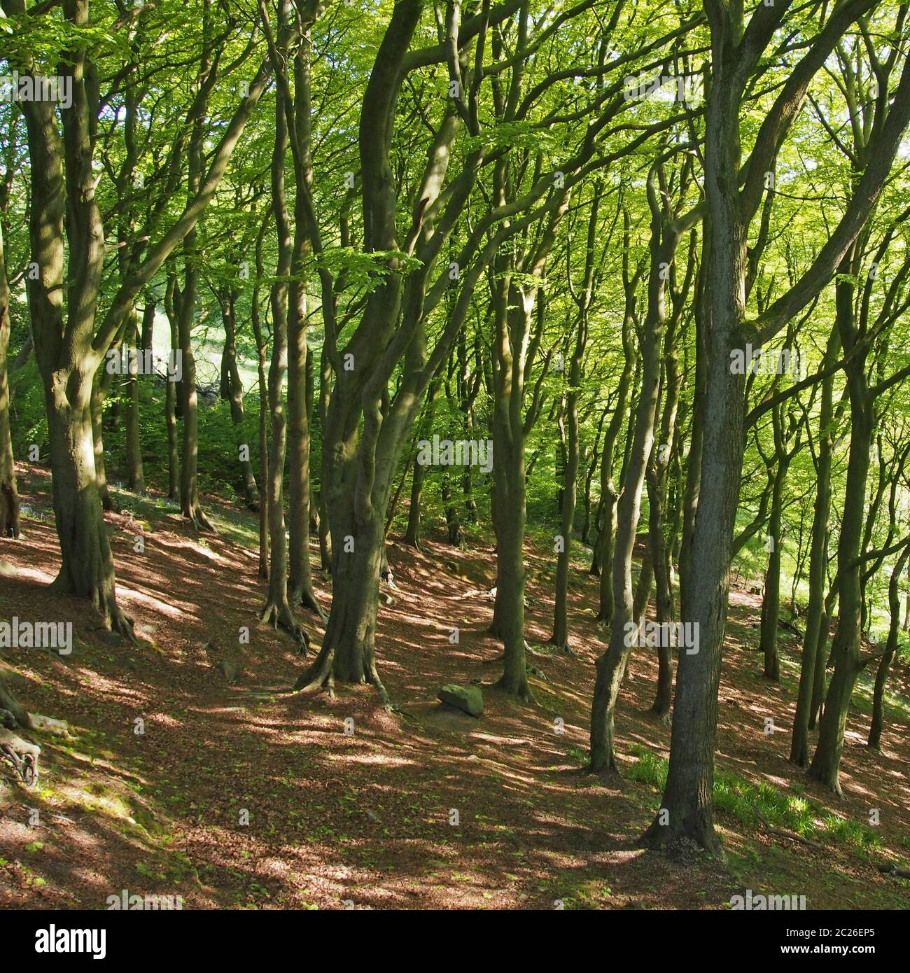 forêt à flanc de colline au printemps avec feuillage vert vif éclairé par le soleil et ombres à applades sur le sol Banque D'Images
