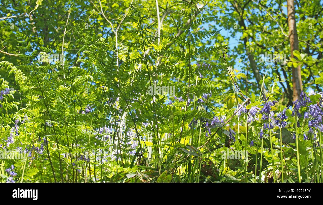 fougères vibrantes et cloches sauvages en plein soleil dans un fond de forêt ensoleillé contre un ciel bleu Banque D'Images