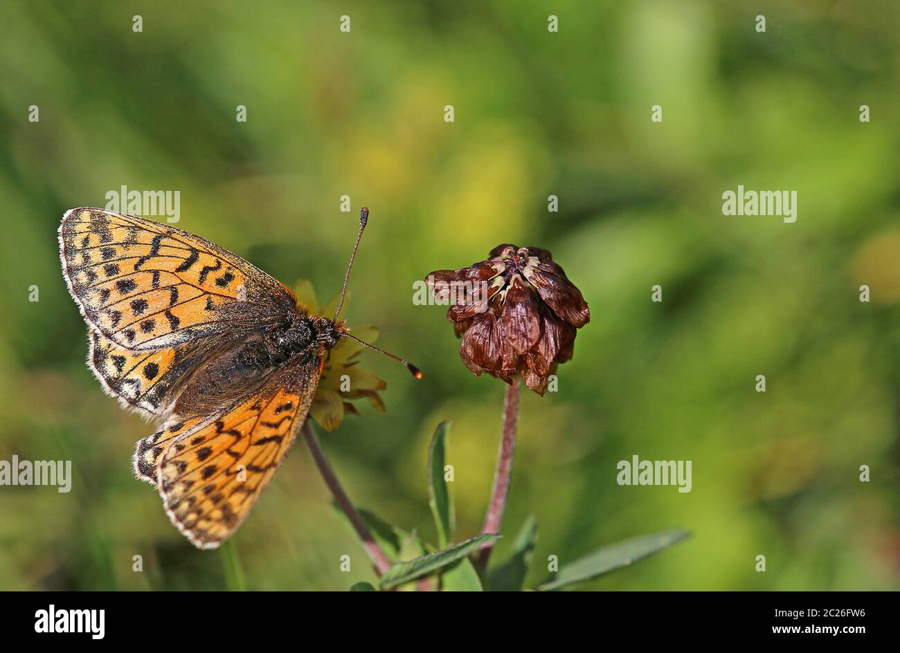 Haut Alpine mère papillon ou alpine tapis mère-papillon pales de Boloria Banque D'Images