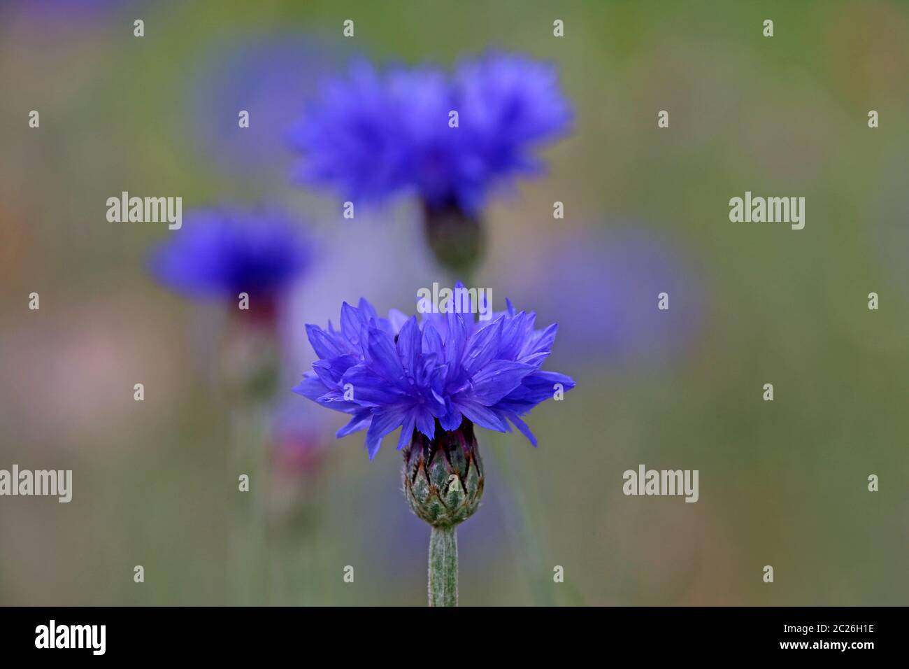 Centaurea cyanus bleuet Banque D'Images