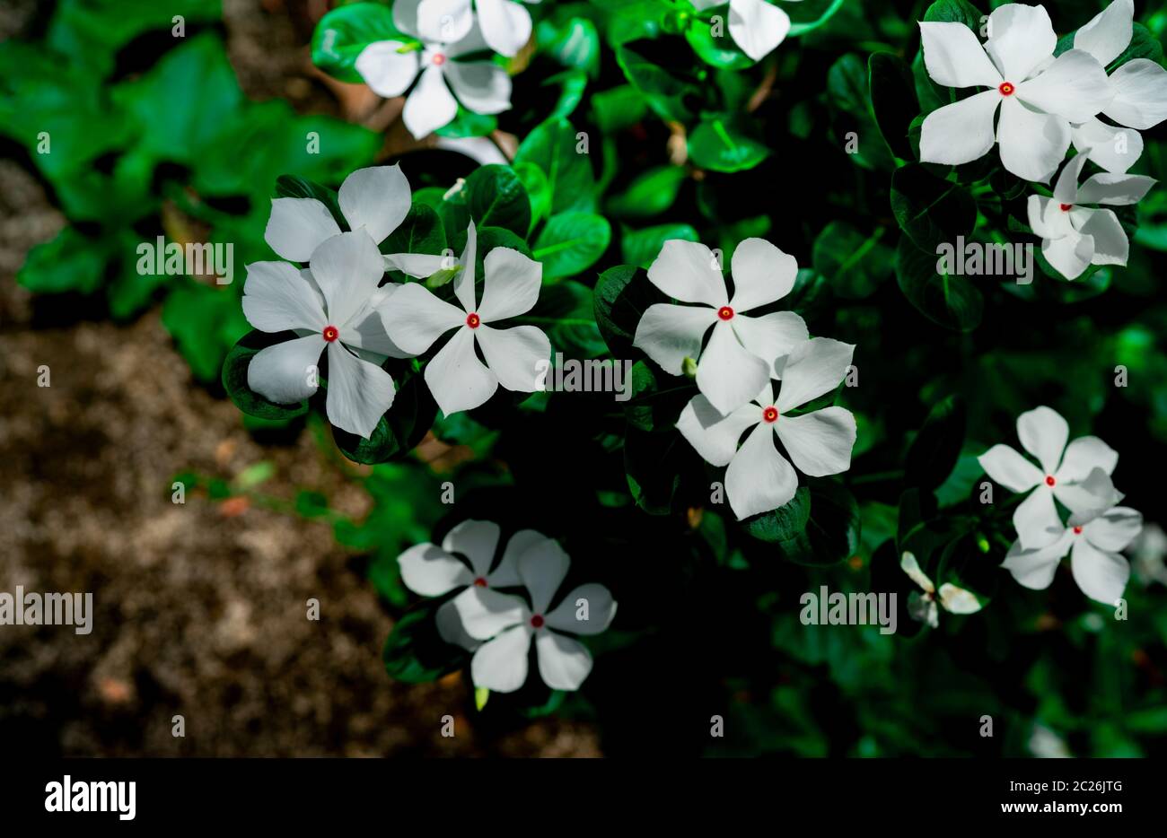 Catharanthus roseus (pervenche, West Indian pervenche de Madagascar). Belle  fleur blanche et rose avec au centre des feuilles vertes sur fond noir.  Gree Photo Stock - Alamy