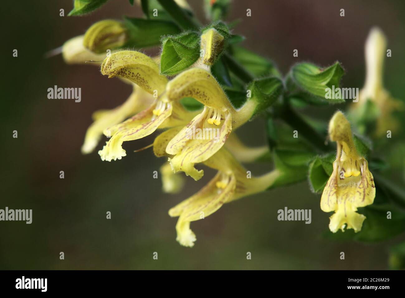 Sauge collante ou sauge collante Salvia glutinosa Banque D'Images