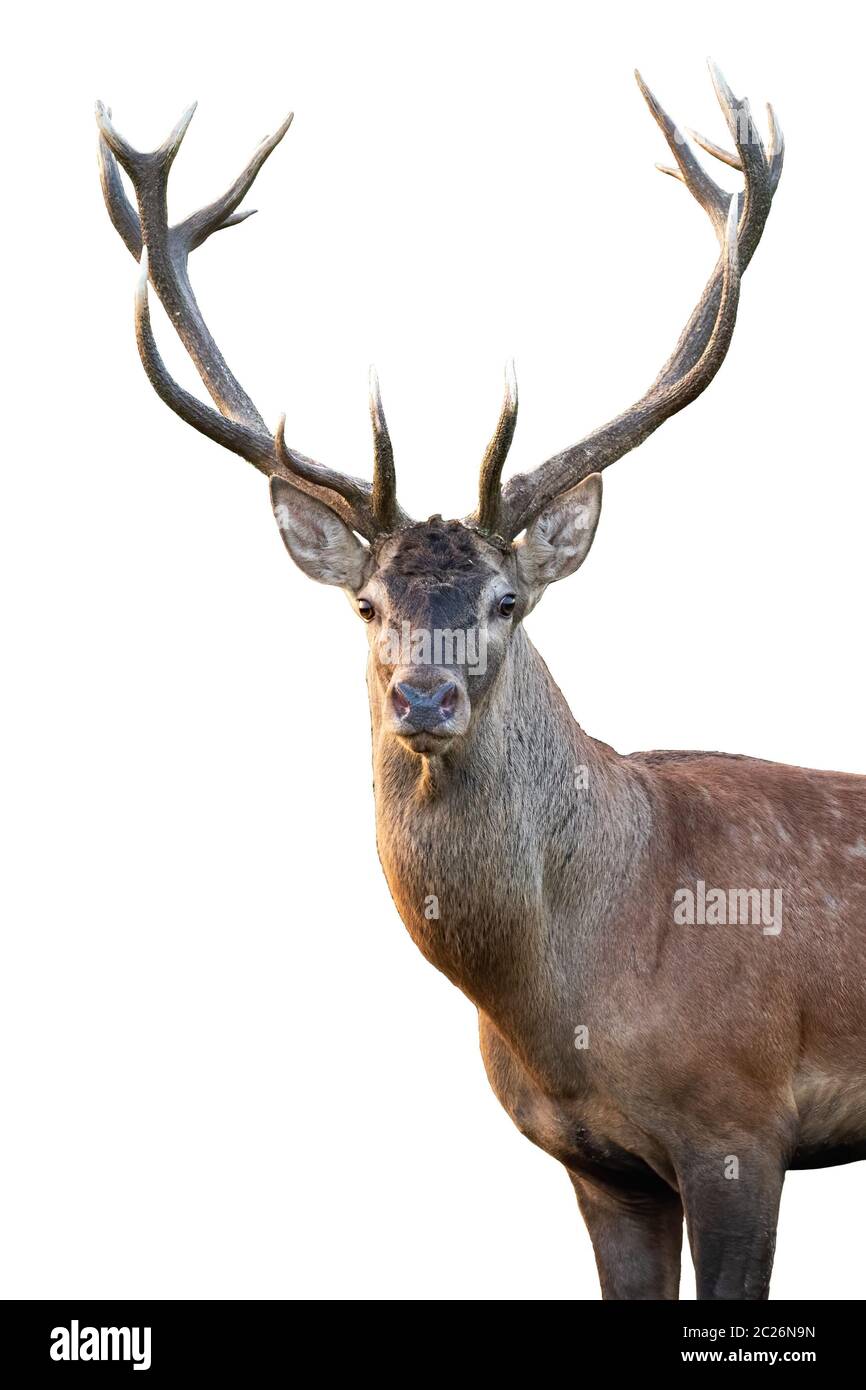 Close-up of red deer, Cervus elaphus, stag head avec bois debout en été isolé sur fond blanc. Cut out vue avant portrait d'homme sauvage Banque D'Images