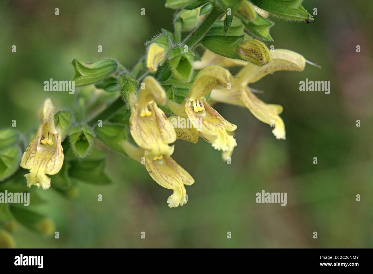 Fleurs de sauge collante ou de sauge collante Salvia glutinosa Banque D'Images