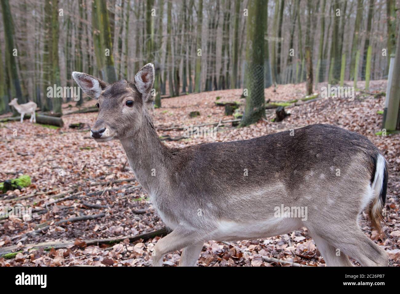 Mère et son faon cerf debout dans les bois. La faune et de l'environnement concept. Banque D'Images
