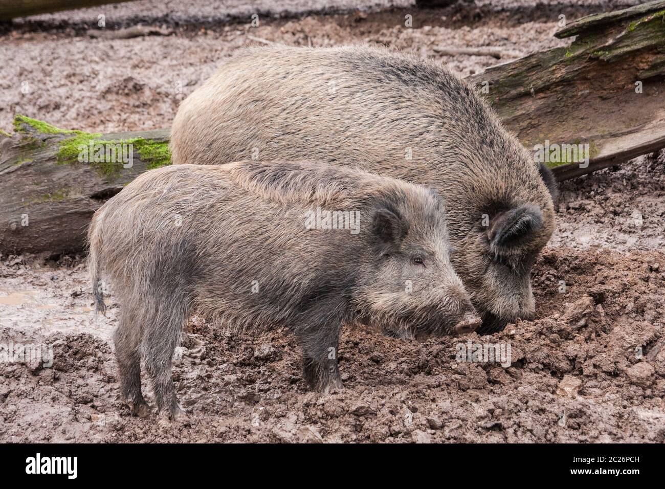 Deux hairy porks dans la boue. L'élevage de la faune et de concept. Banque D'Images