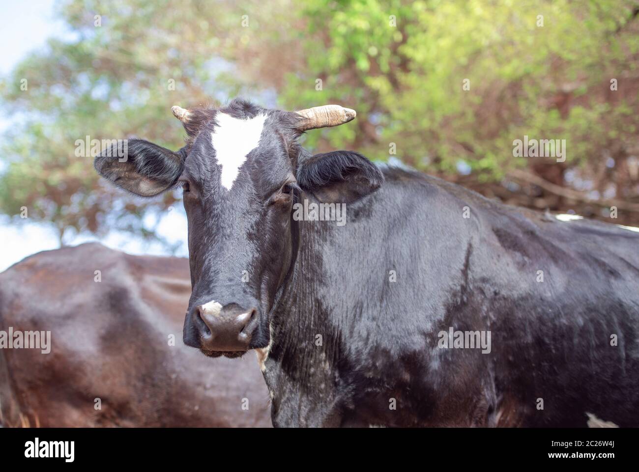 Vache noire dans le pâturage. Notion de droit de la vie à la ferme. Banque D'Images