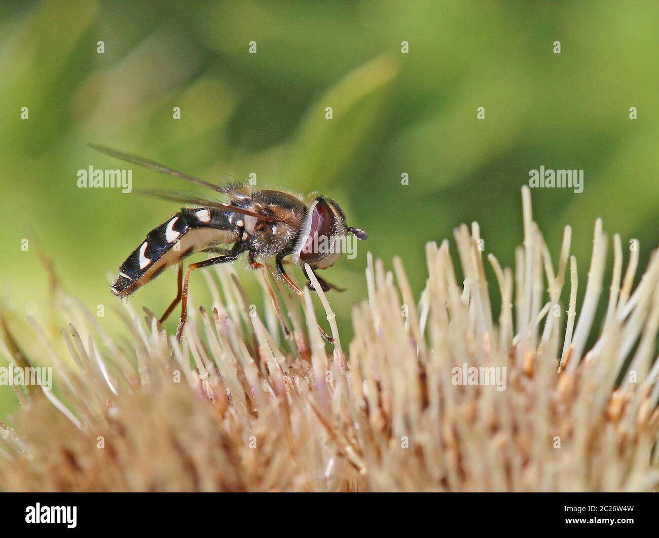 Macro fin grand fronted mouche Scaeva pyrastri Banque D'Images