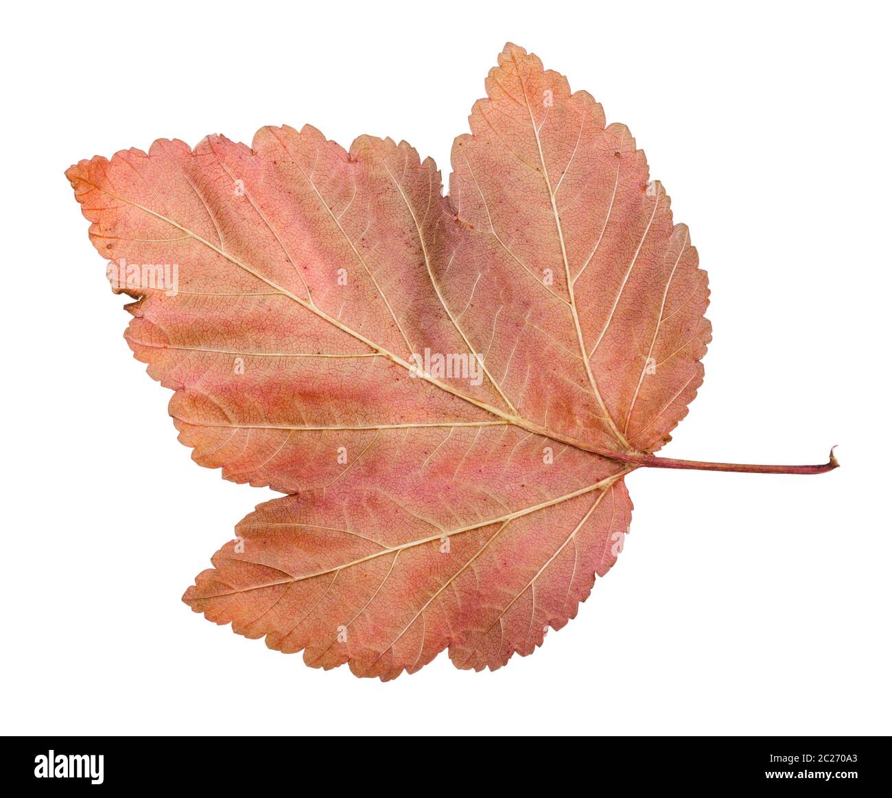 L'arrière de la feuille tombée de physocarpe (physocarpus) arbuste isolé sur fond blanc Banque D'Images