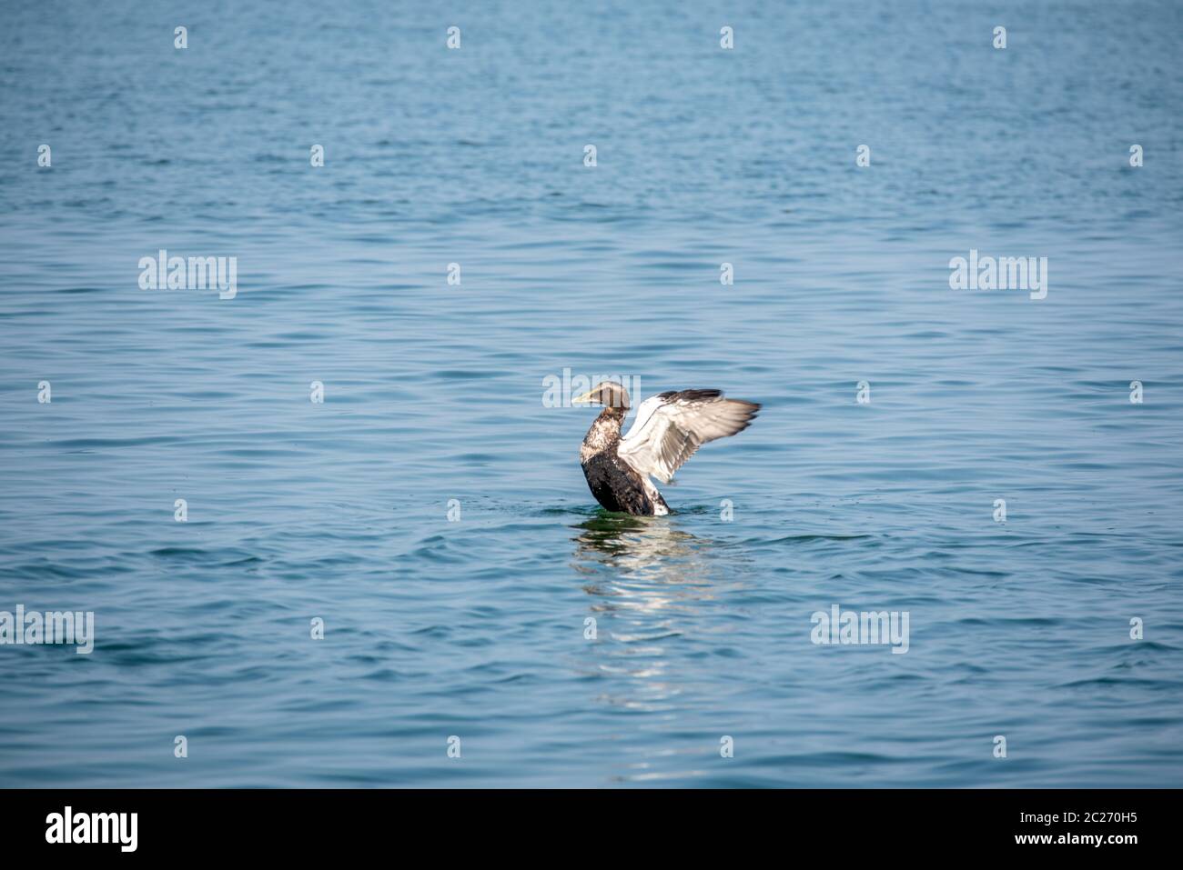 Oiseau canard Banque D'Images