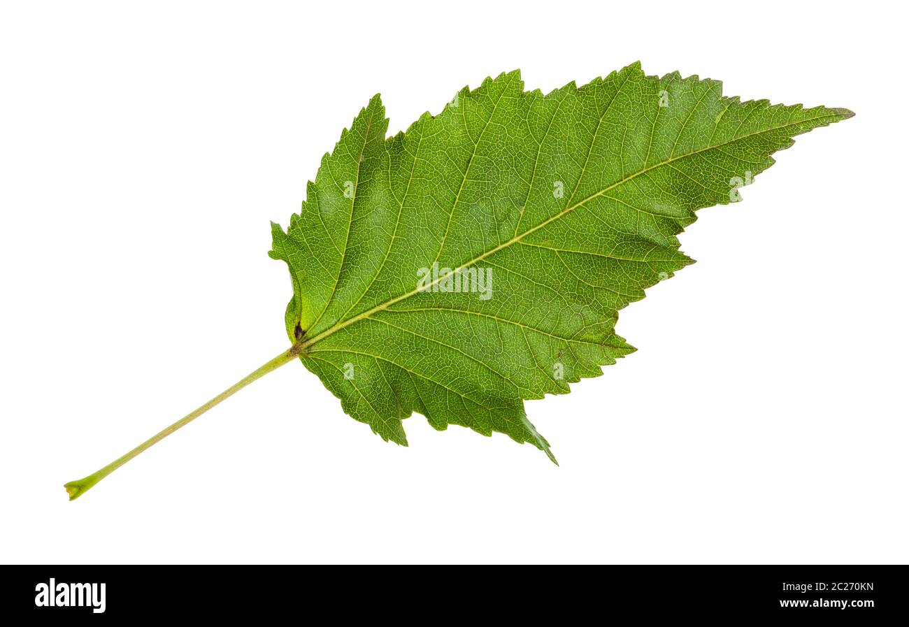 Vert feuille d'érable de l'Amur (acer tataricum ginnala) arbre isolé sur fond blanc Banque D'Images