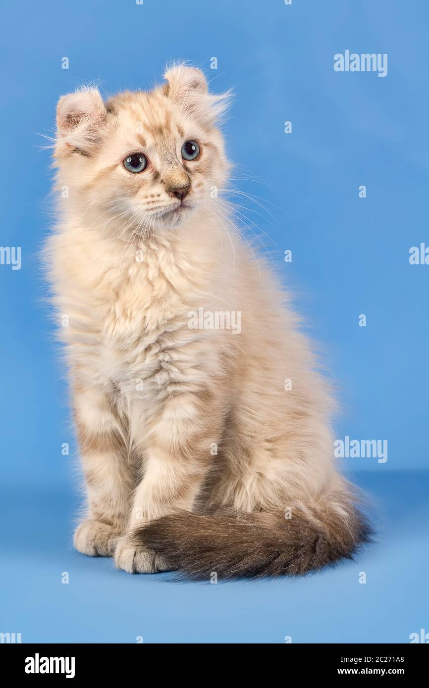 Rassekatze Curl américain (Felis silvestris catus), Kurzhaar, tabby bleu, 10 Wochen, Österreich Banque D'Images