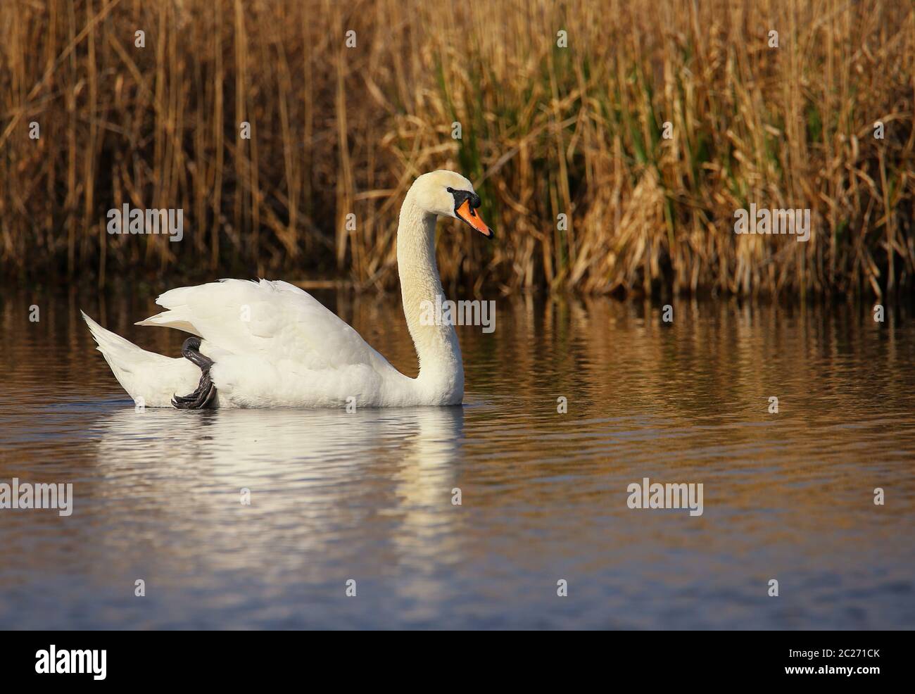 Cygne flottant Cygnus olor dans la réserve naturelle de Wagbachniung Banque D'Images