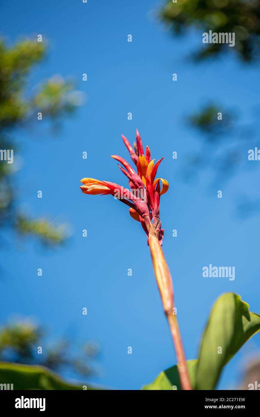 Calla Banque D'Images