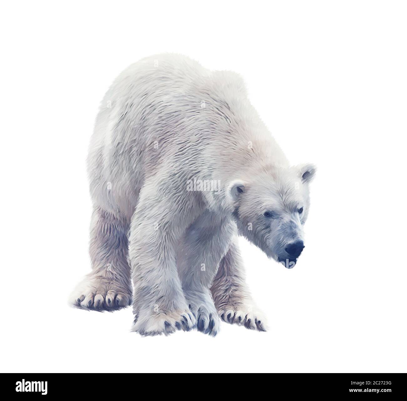 Peinture numérique de grand ours polaire isolé sur fond blanc. Banque D'Images
