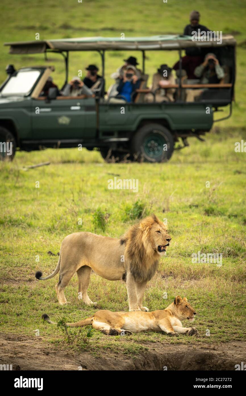 Lion mâle se tient sur lionne près de chariot Banque D'Images