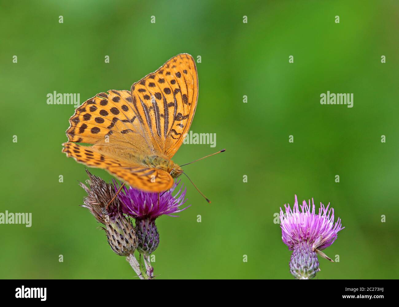 Manteau de l'empereur Argynnis paphia avec le champ violet de chardon à rayures Cirsium arvense Banque D'Images