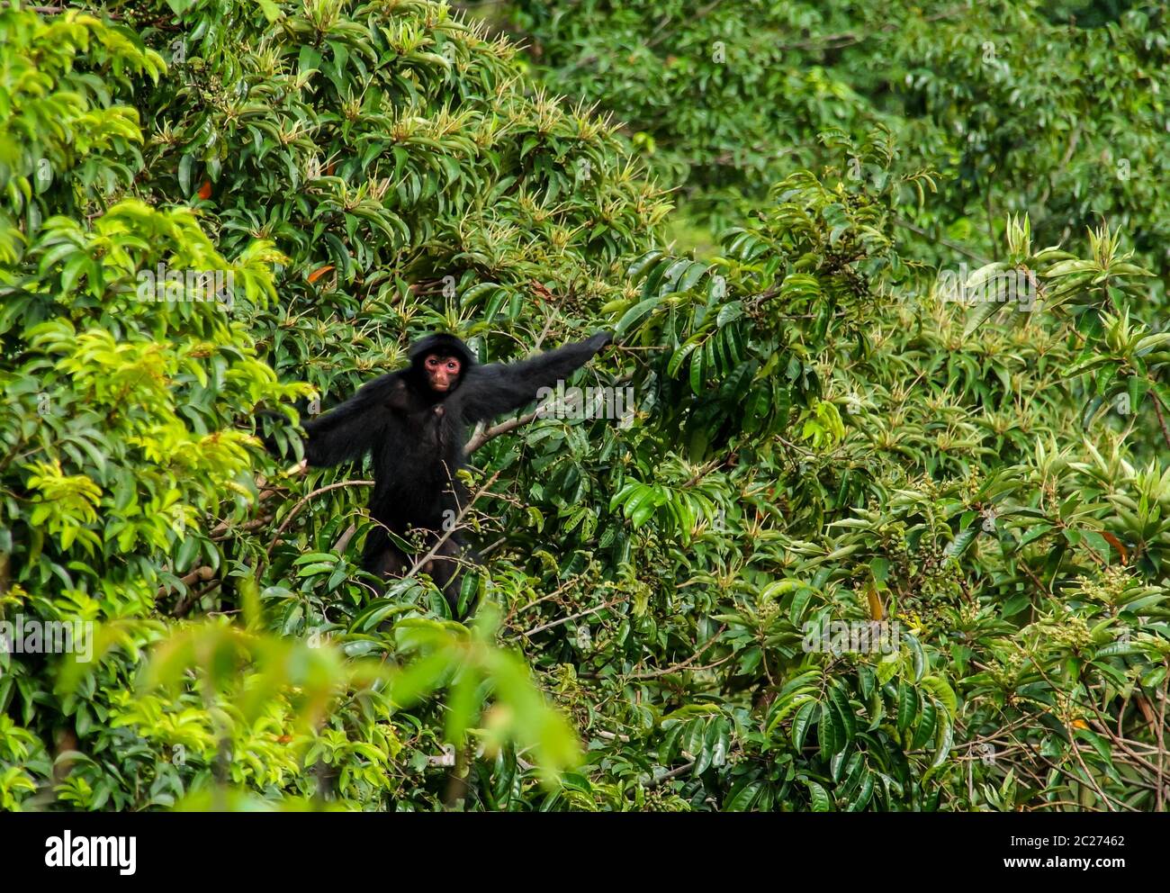 Singe araignée mâle balançant sur la branche de l'arbre à ,Guyana Banque D'Images