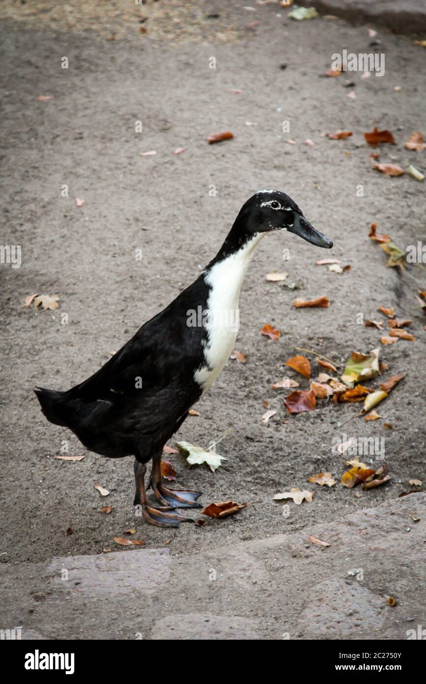 Un porteur duck Banque D'Images