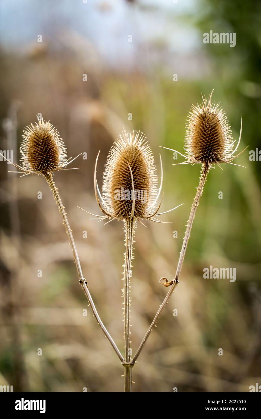 Wild card, le thistle Banque D'Images