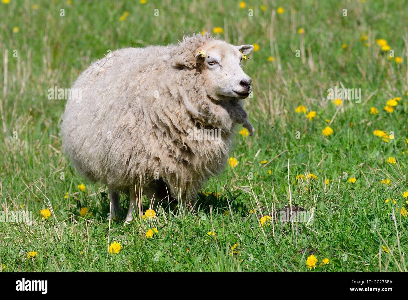 La Skudde est une race de moutons domestiqués Banque D'Images
