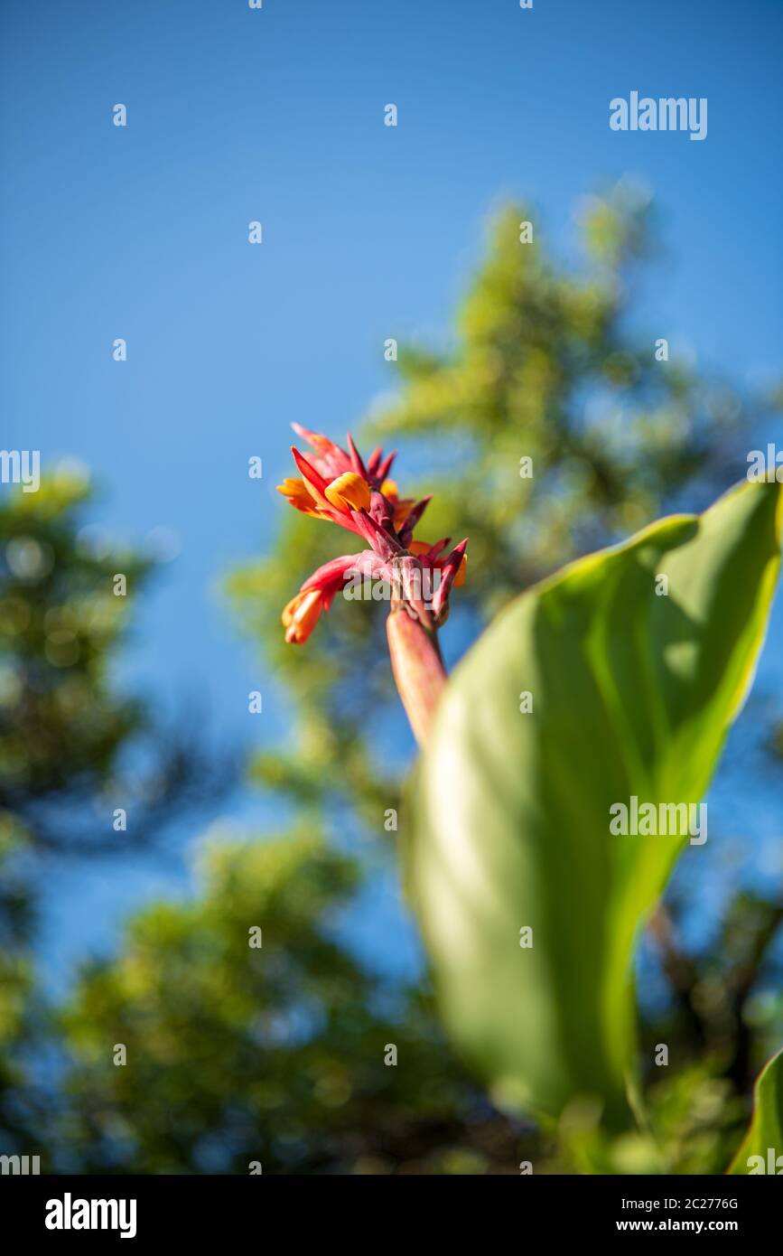 Calla Banque D'Images