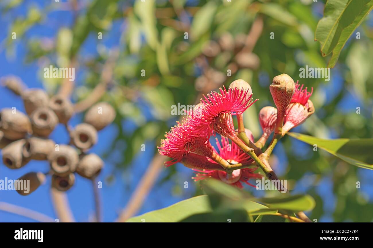 Marais australien Bloodwood gommier rouge avec la floraison des fleurs d'eucalyptus, le feuillage et les écrous de la gomme Banque D'Images