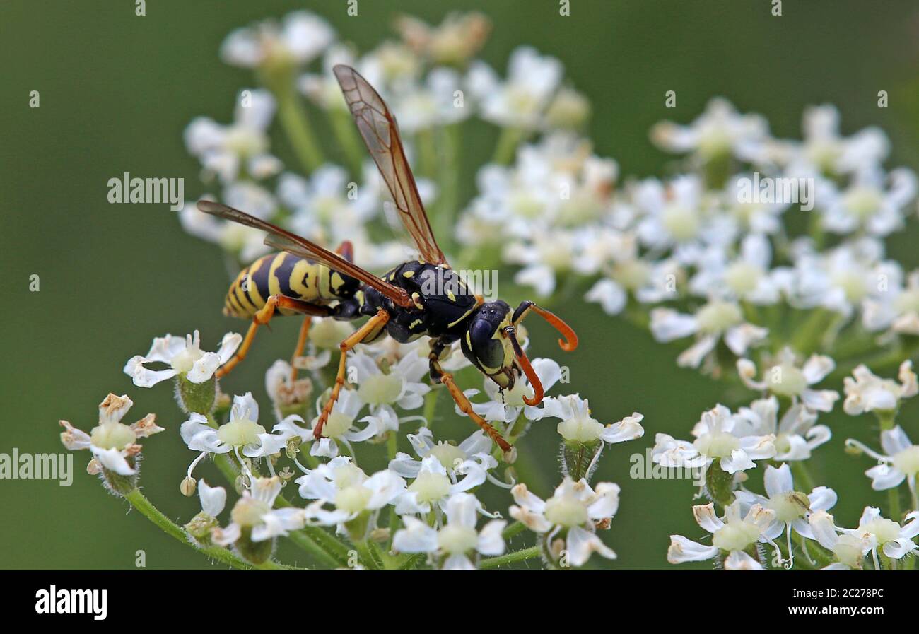 Guêpe métallique mâle Polistes dominula Banque D'Images