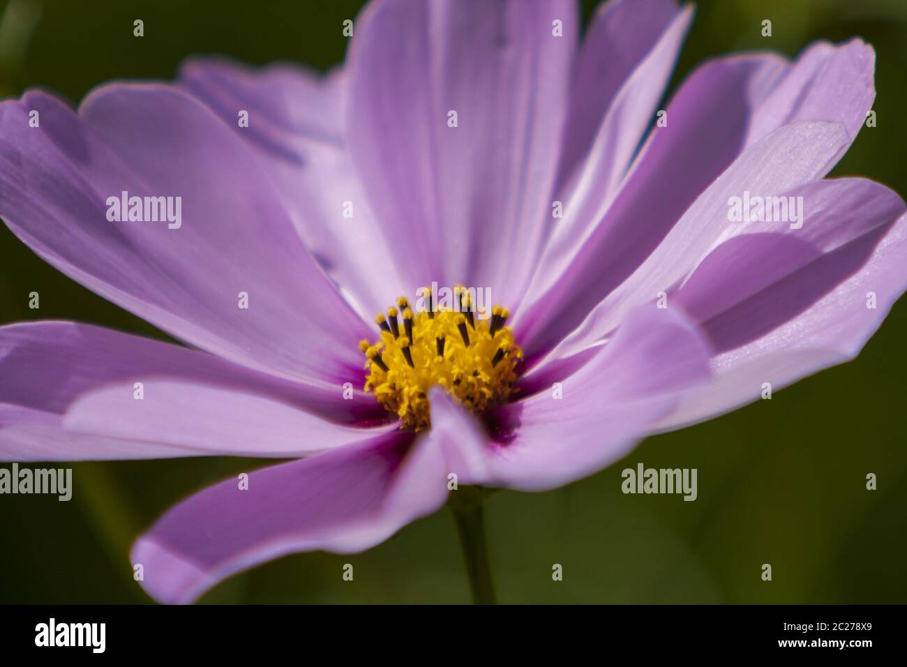 Cosmea Banque D'Images