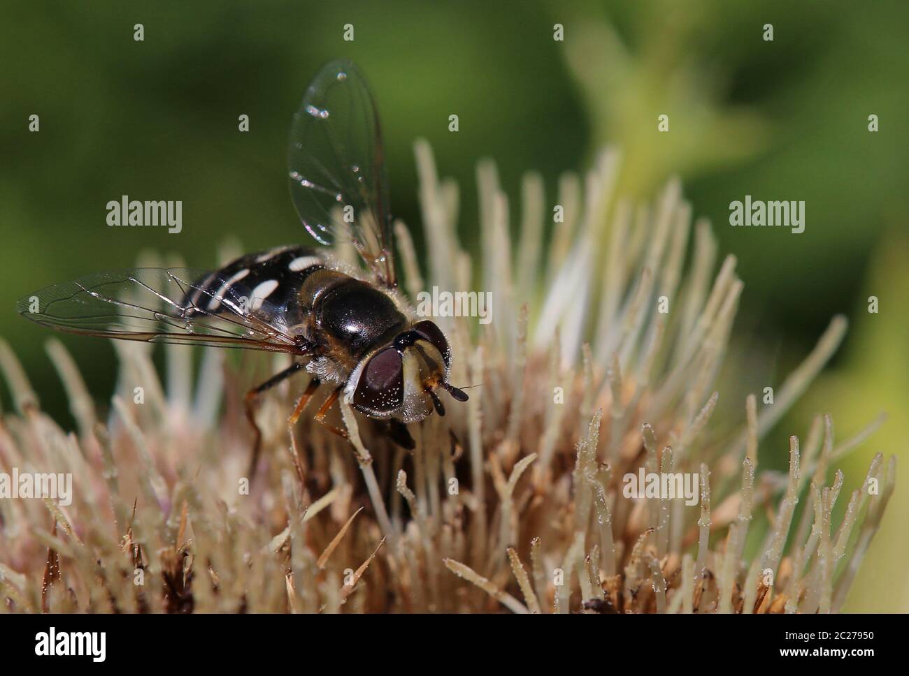 Macro fin grand fronted mouche Scaeva pyrastri Banque D'Images