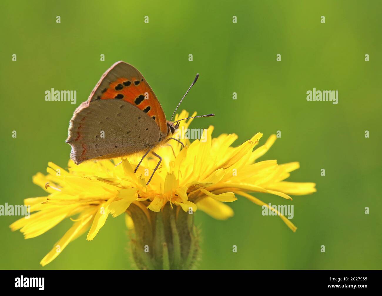 Macro petit papillon de feu Lycaena phlaeas sur pissenlit Leontodon Banque D'Images