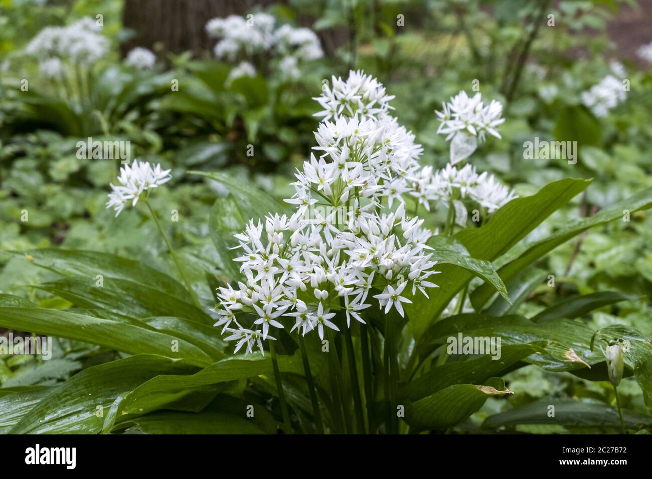 Ail sauvage (Allium ursinum) Banque D'Images