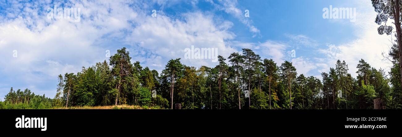 Forêt sauvage polonaise - Parc national de Kampinos, Pologne Banque D'Images